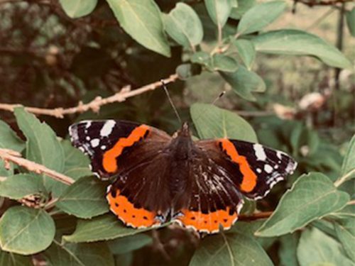 un papillon dans la nature pour expliquer l'effet budget vert